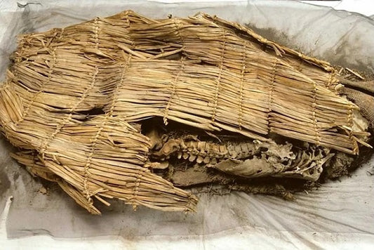 Bilinen En Eski Mumya, Modern Yerlilerin Doğrudan Atası Çıktı