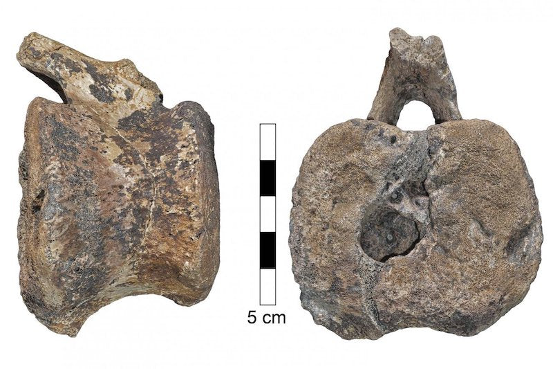 60 Milyon Yıllık Dinozor Kuyruğunda Tümör Bulundu