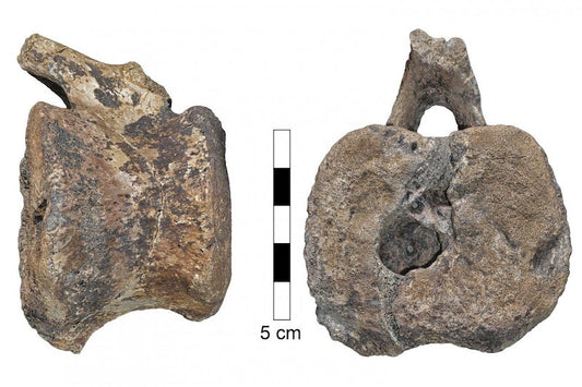 60 Milyon Yıllık Dinozor Kuyruğunda Tümör Bulundu