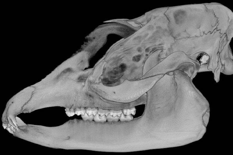 Beklenmedik Memeli, Homininlerin Yaşamlarına Işık Tutuyor