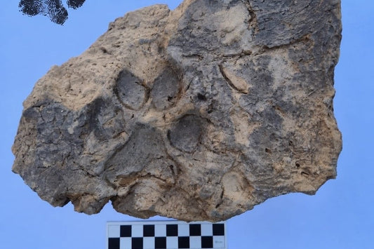 Kütahya’daki Tavşanlı Höyük’te 4.000 Yıllık Pati İzleri Bulundu