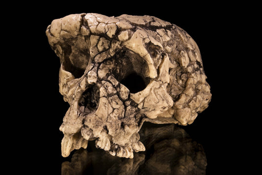 Sahelanthropus Tchadensis’in Hominin Olmadığı Anlaşıldı