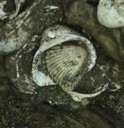 Aztek Tapınağında Denizyıldızlarından Oluşan Adak Keşfedildi