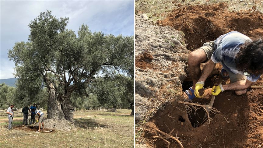 3 bin yıllık ağacın ‘sır’ yaşını nükleer fizikçiler ortaya çıkardı