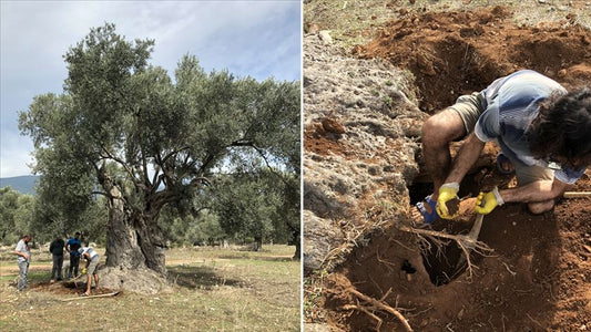 3 bin yıllık ağacın ‘sır’ yaşını nükleer fizikçiler ortaya çıkardı