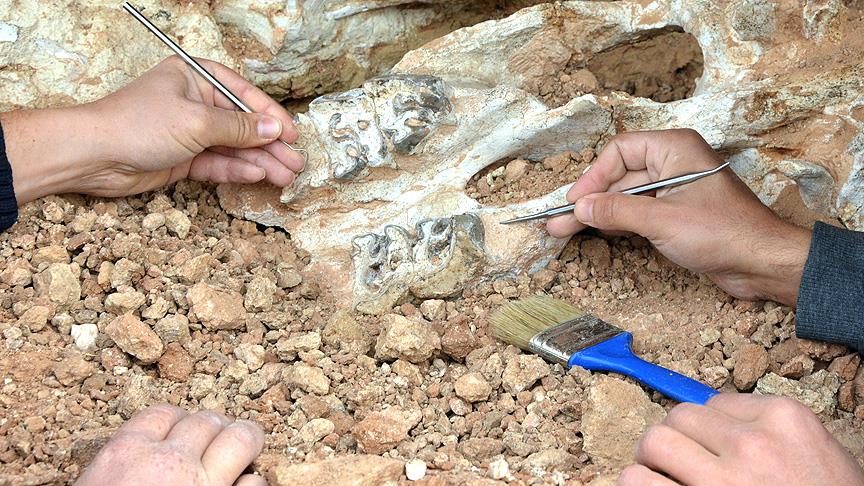Son Afrika dinozoru’nun fosili bulundu