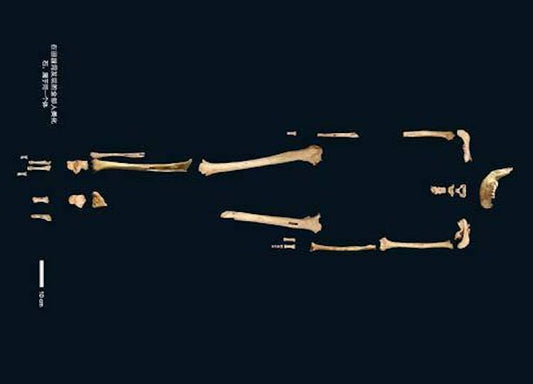 Melez Olduğu Düşünülen Tianyuan Adamı Homo Sapiens Çıktı