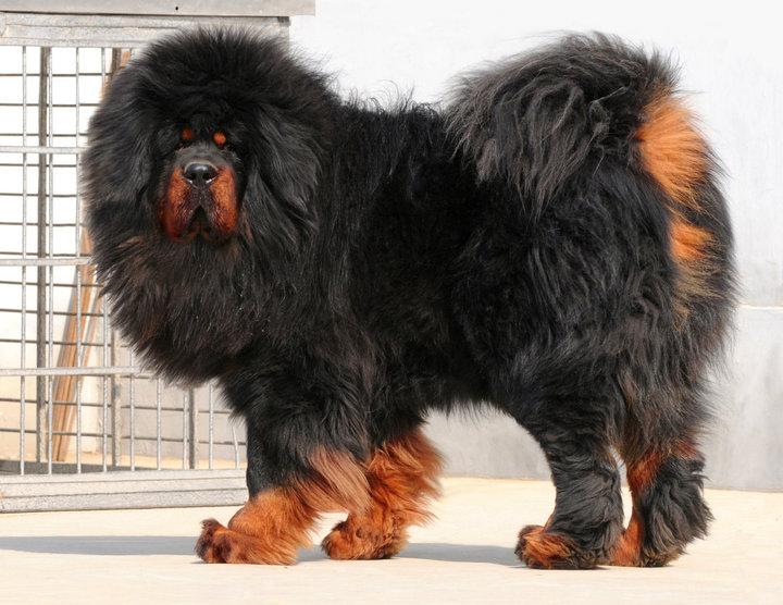 Köpekler İki Kere Evcilleştirilmiş Olabilir