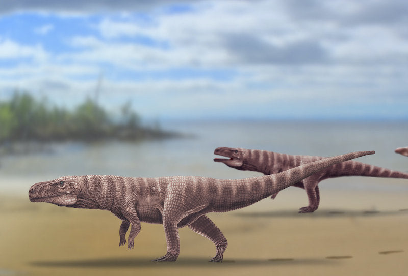 Antik Timsahlar, Dinozorlar Gibi İki Ayak Üzerinde Yürüyordu