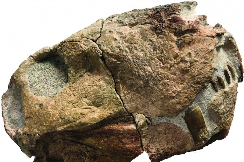 Dinozorlar ve Memeliler Arasında Sürpriz Bağlantı Keşfedildi
