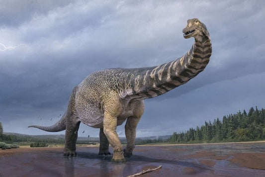 Avustralya’da Şimdiye Kadarki En Büyük Dinozor Türü Bulundu
