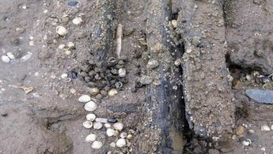 İngiltere’de 4,000 Yıllık Ahşap Yol Kalıntıları Bulundu