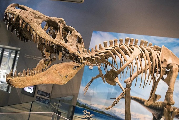 Tyrannosauruslar, Kurtlar Gibi Sürüler Halinde Avlanmış Olabilir