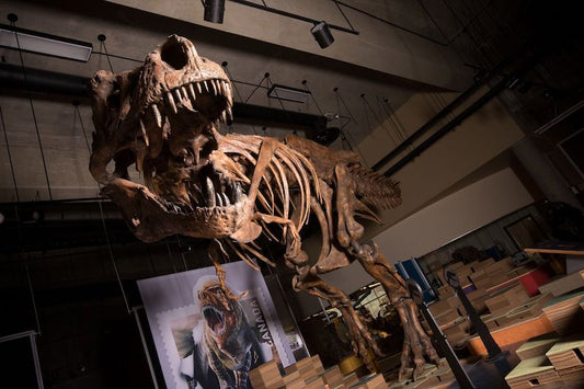 Bilinen En Büyük ve En Yaşlı T. rex Bulundu