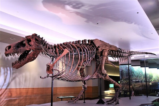 T. rex Gibi Etçil Dinozorlar, Neden Minik Kollar Evrimleştirdi?