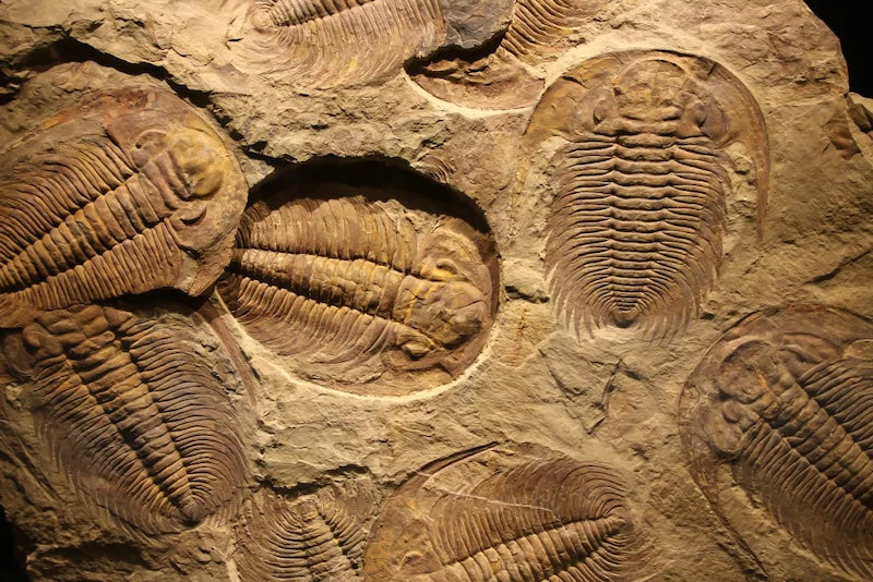 Trilobitlerin Nesli Neden Tükendi?