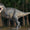 T. rex’in Kolları Neden Bu Kadar Küçüktü?