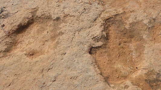Tunus’ta Dinozorlara Ait 100 Ayak İzi Bulundu