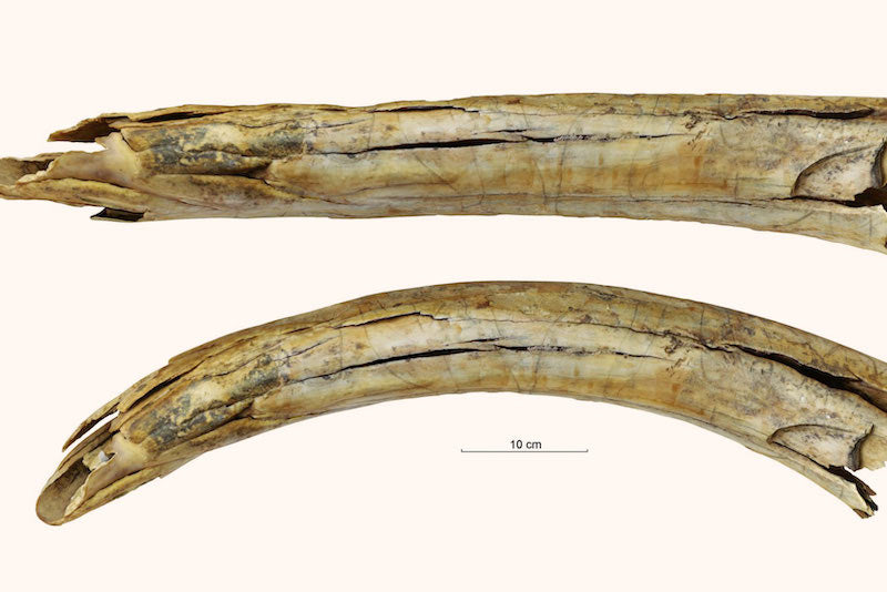 Sibirya’da 13.000 Yıllık Oyulmuş Mamut Dişi Bulundu