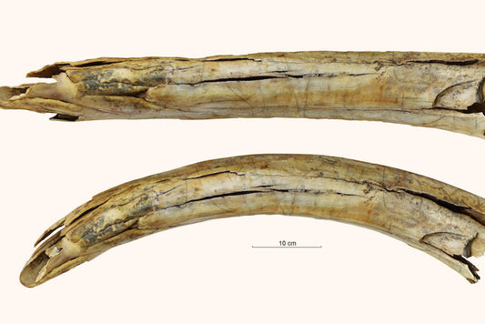 Sibirya’da 13.000 Yıllık Oyulmuş Mamut Dişi Bulundu