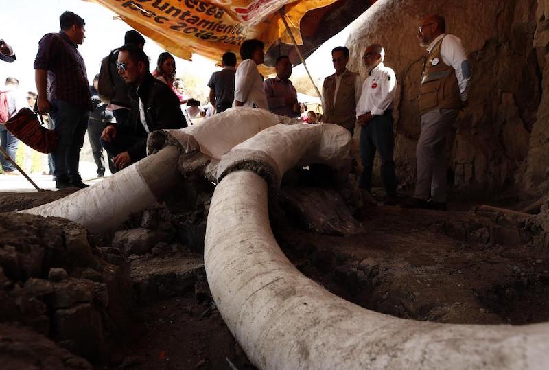 Meksika’da 15.000 Yıllık İnsan Yapımı Mamut Tuzakları Bulundu