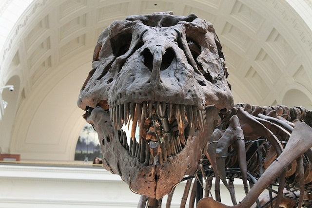 Genç T. rex Isırıkları, Yetişkinlerinki Gibi Kemik Kırıcı Değildi