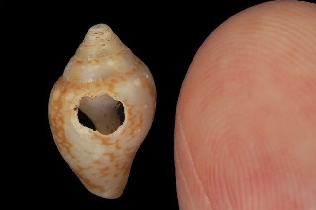 Hatay’da Neandertaller ile Binlerce Yıl Aynı Kültürü Paylaşmışız