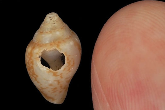 Hatay’da Neandertaller ile Binlerce Yıl Aynı Kültürü Paylaşmışız