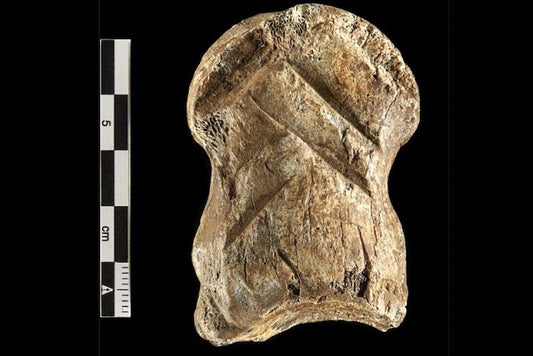 Neandertaller Bu Kemiği Kaynatmış ve Desenler Kazımış