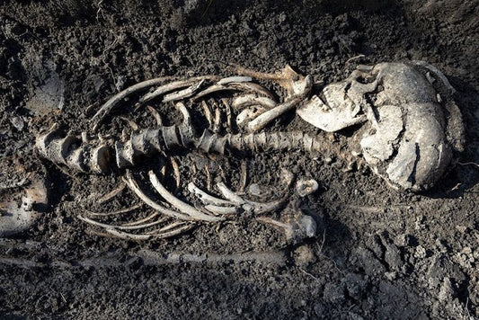 İsveç’te Viking İkiz Bebeklerin İskeletleri Keşfedildi