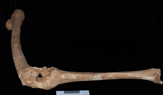 Büyük İskender’in Babası II. Philip’in Kemikleri Bulunmuş Olabilir