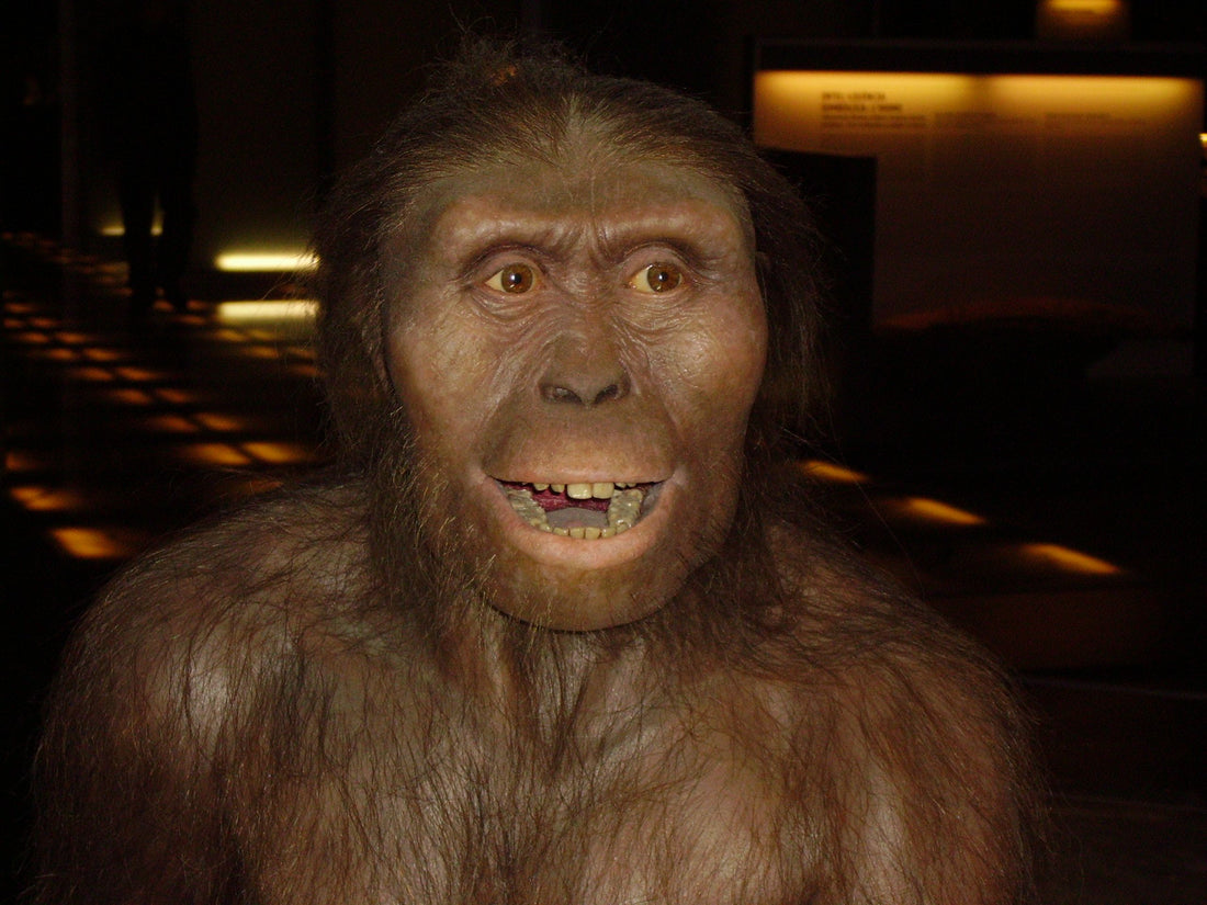 Australopithecus Afarensislerde Cinsiyet Arası Boyut Farkı Çok Azdı