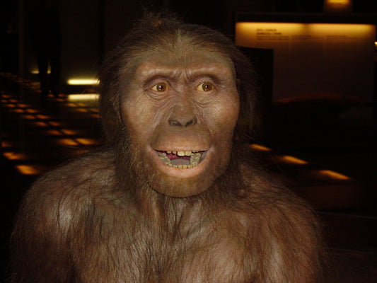 Australopithecus Afarensislerde Cinsiyet Arası Boyut Farkı Çok Azdı