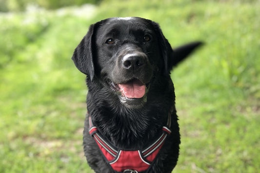 Köpekler, Ritim Seven İnsanlar Yüzünden Kuyruk Sallıyor Olabilir
