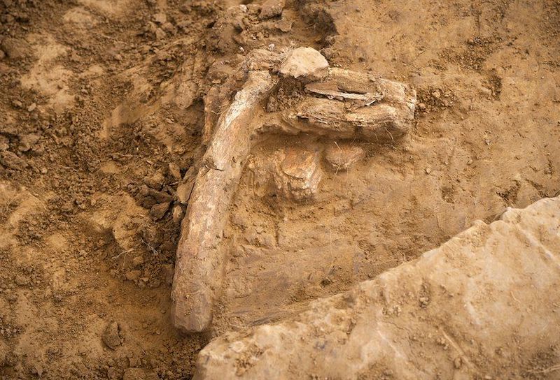 Belçika’da Waterloo Savaşı’na Ait İskeletler Bulundu