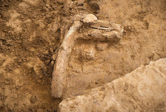 Belçika’da Waterloo Savaşı’na Ait İskeletler Bulundu