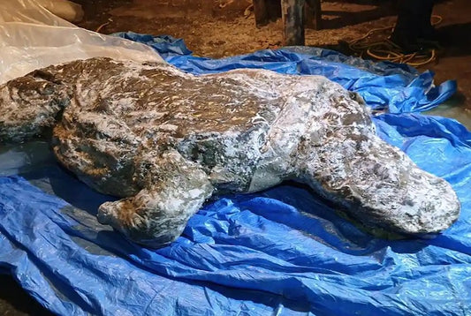 Rusya’da Buz Devrinde Donmuş Yünlü Gergedan Bulundu