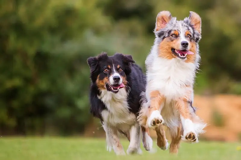 Artık Yemeklerle Köpekleri Kazara Evcilleştirmiş Olabiliriz