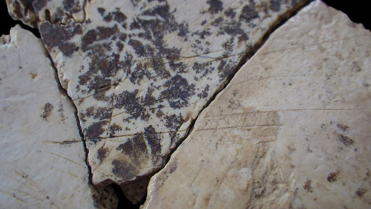 Sıcak Hava Neandertalleri Yamyamlığa Sürükledi
