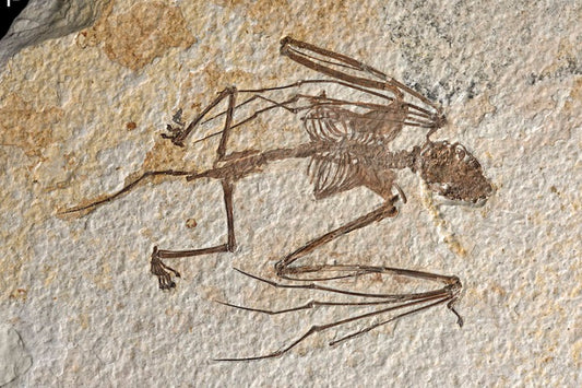 52 Milyon Yıllık Bilinen En Eski Yarasa İskeletleri Bulundu