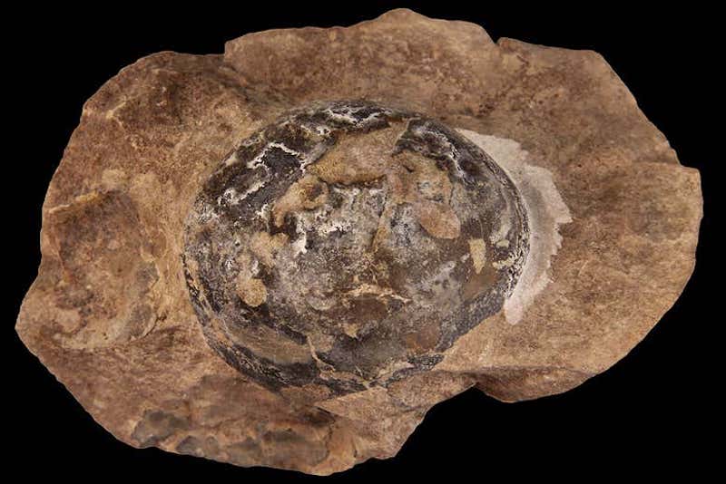 İlk Dinozorlar Yumuşak Kabuklu Yumurtalar Yumurtluyordu