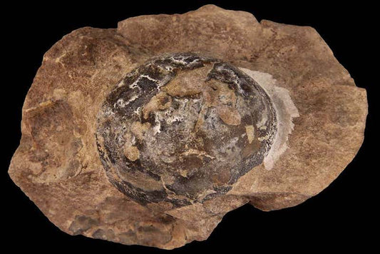 İlk Dinozorlar Yumuşak Kabuklu Yumurtalar Yumurtluyordu