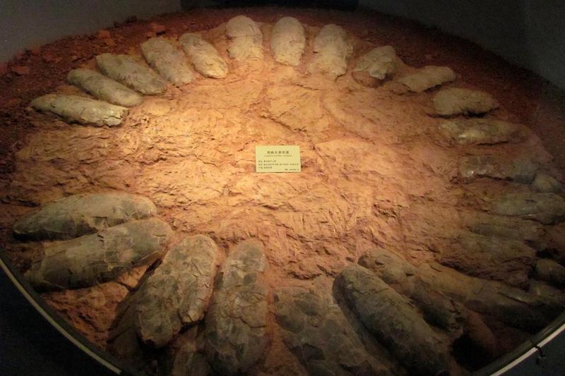 Büyük Dinozorlar Yumurtaları Kırmadan Nasıl Oturuyordu?