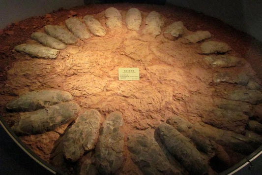 Büyük Dinozorlar Yumurtaları Kırmadan Nasıl Oturuyordu?