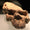 Çin’de Bulunan Homo erectus Kafatasları 1,8 Milyon Yıllık Çıktı