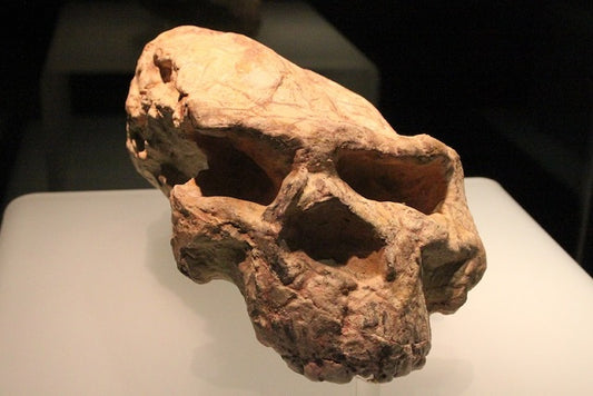 Çin’de Bulunan Homo erectus Kafatasları 1,8 Milyon Yıllık Çıktı