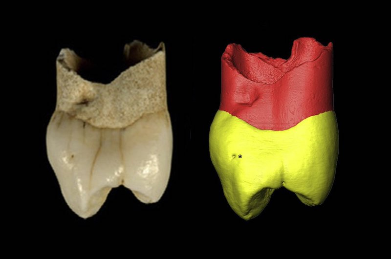 İran’da İlk Defa Doğrudan Neandertal Varlığı Kanıtlandı