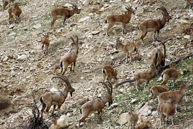İran’da Keçi Sütü Tüketimine Dair 9.000 Yıllık Kanıtlar Bulundu