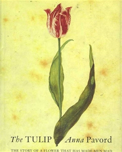 The Tulip