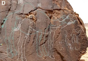 Des gravures d'une espèce disparue de dromadaires dans le désert d'Arabie saoudite